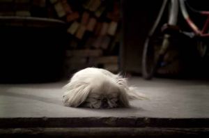 Pekinese, Datong, China 2006