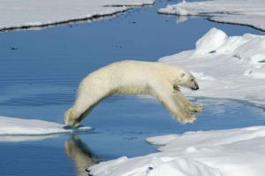 Polar Bear, Spitzbergen, Svalbard, Norway 2010