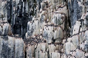 Guillemots Nesting, Spitzbergen, Svalbard, Norway 2010