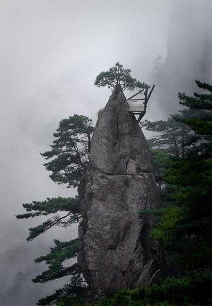 Precious Tree, Huang Shan, China 2006