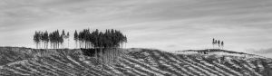 Pine Plantation, South Island, New Zealand 2012