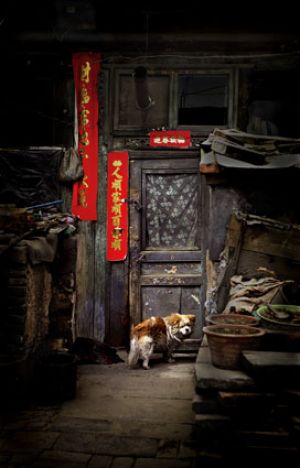 Dog at the Door, Datong, China 2006