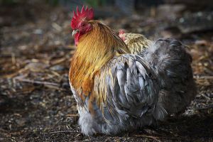 Blue Gold Bantum Rooster, Maldon, Victoria, Australia 2015